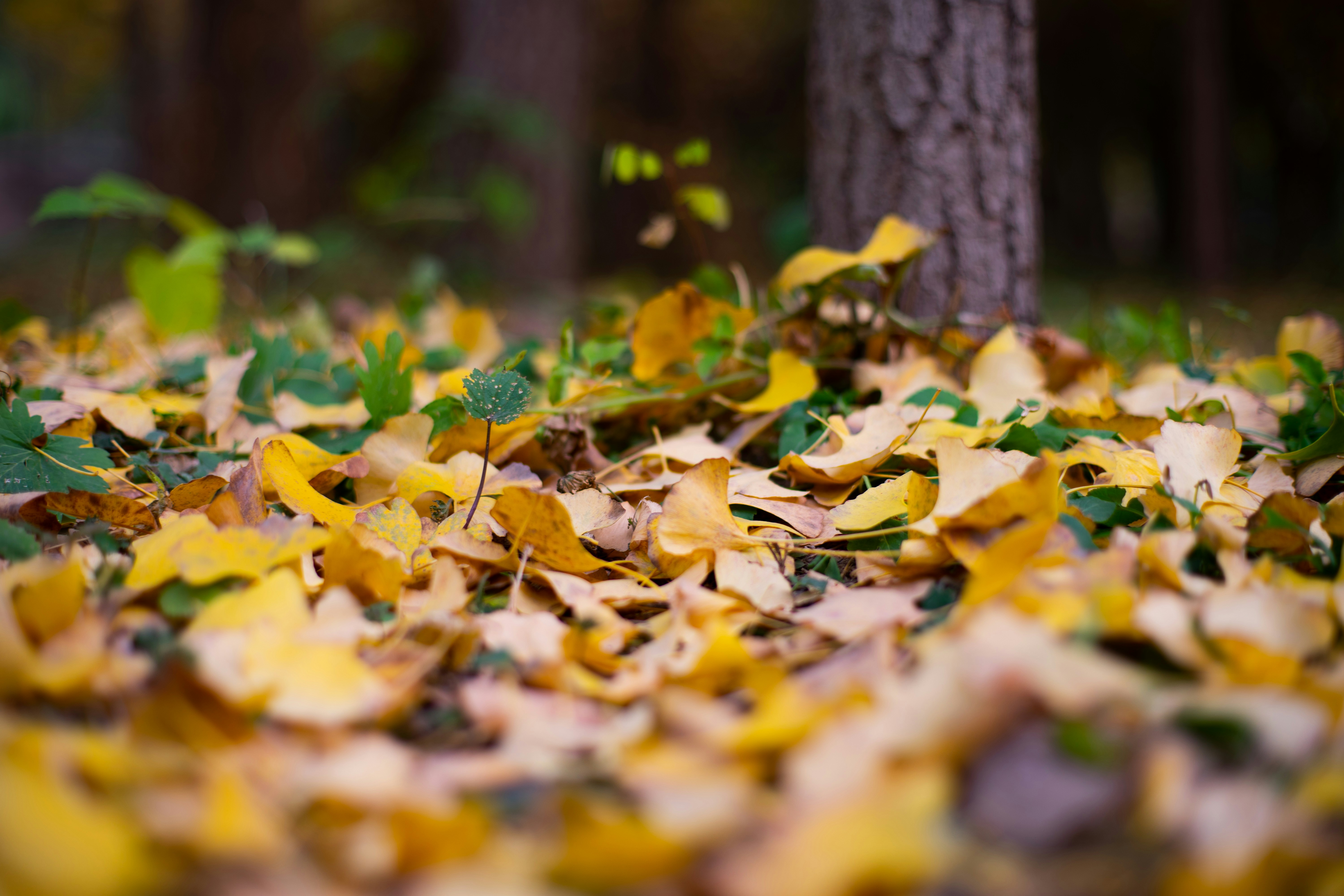 Photo by lipengsunsky