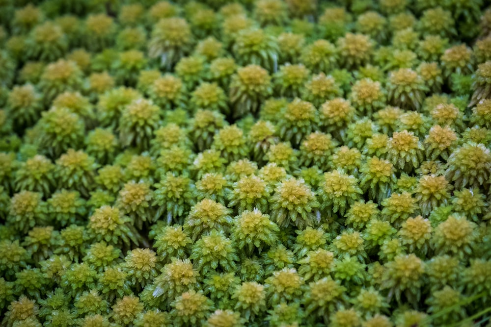 green and yellow flower field during daytime