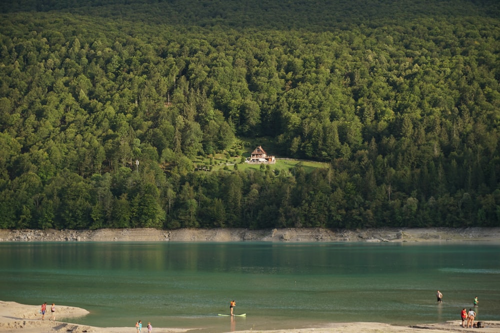 green trees near body of water during daytime