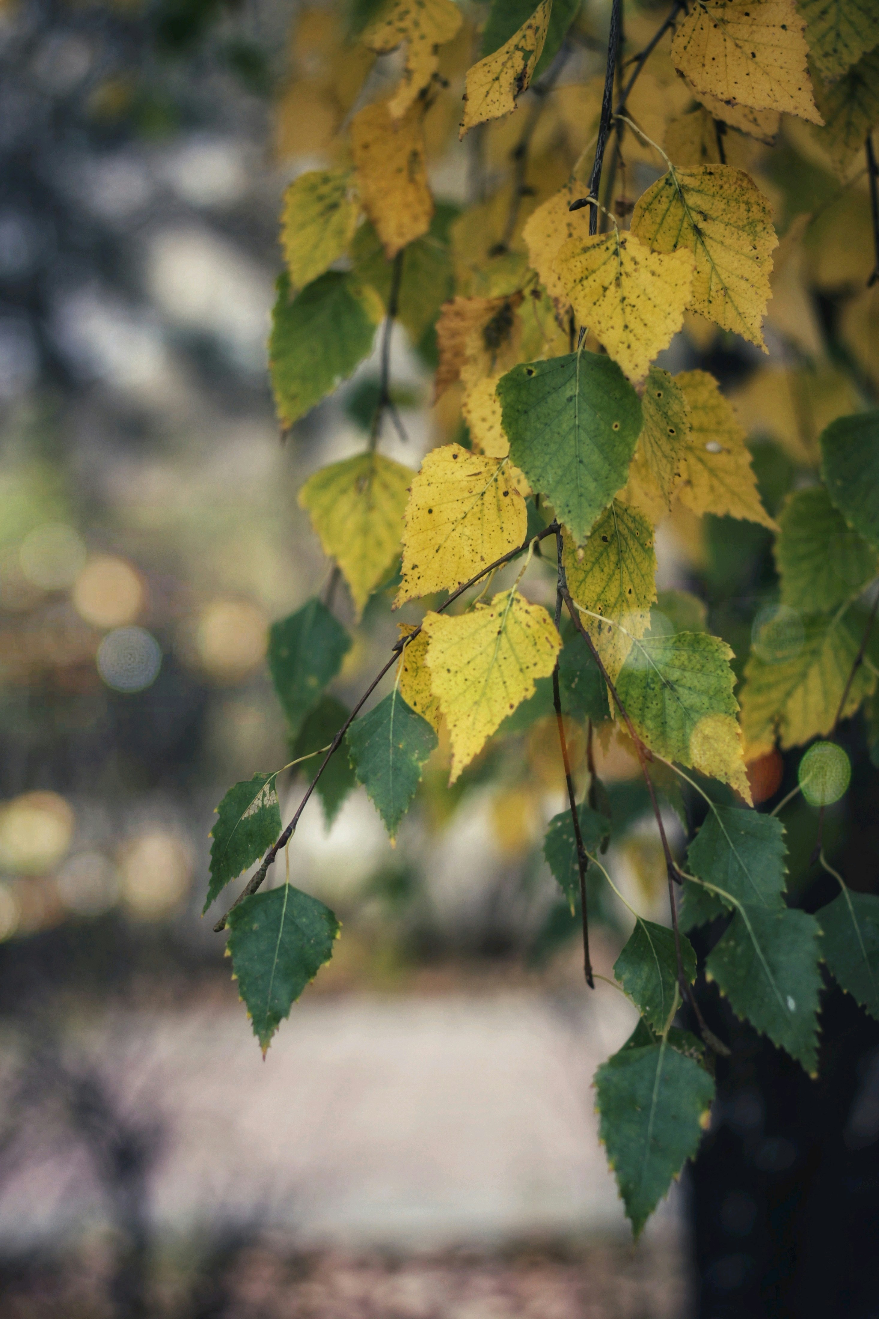 Photo by lilianflower