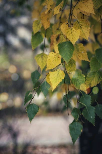 White drip connector gently inserted into a birch tree with fresh green leaves.