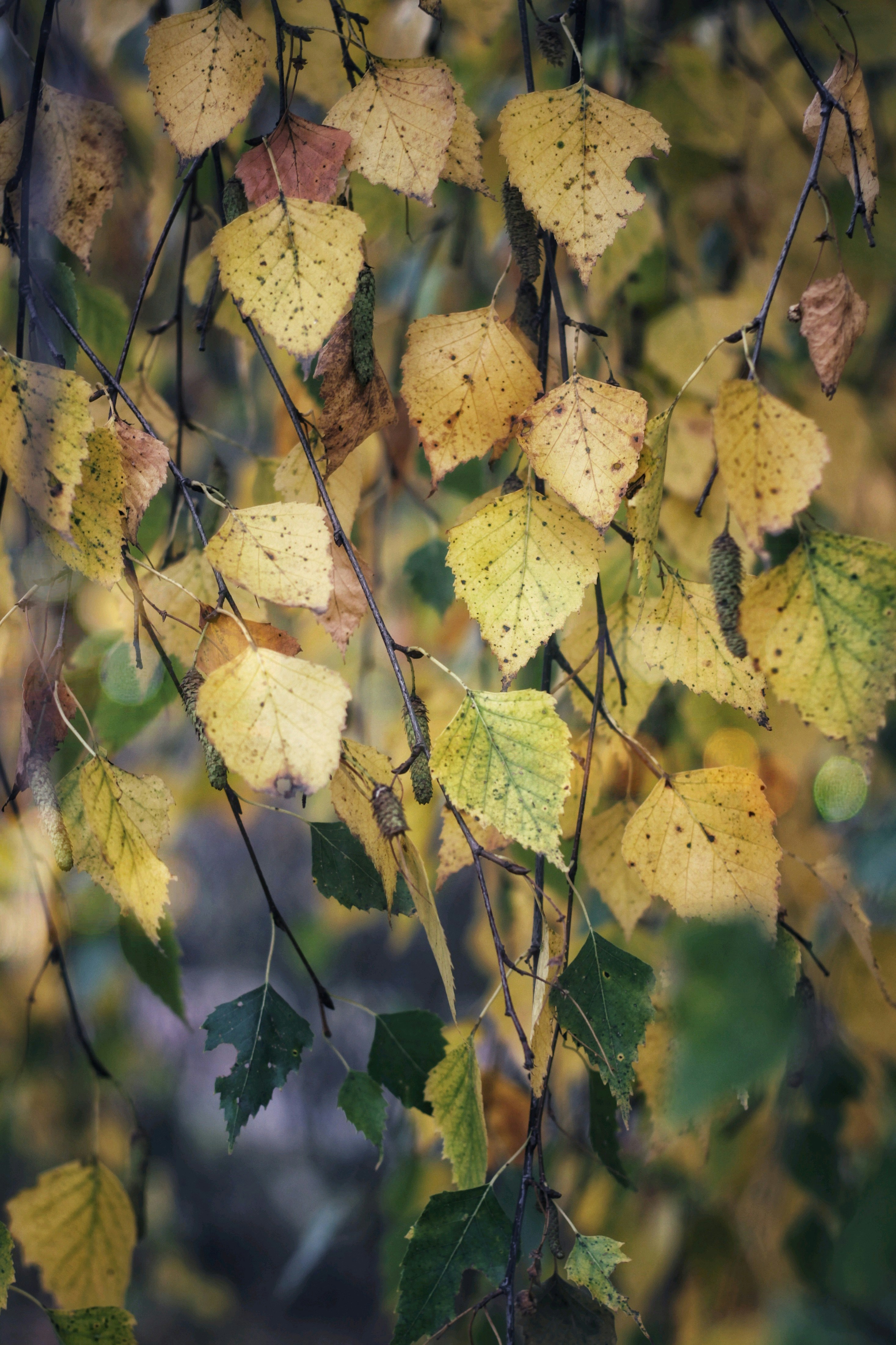 Photo by lilianflower