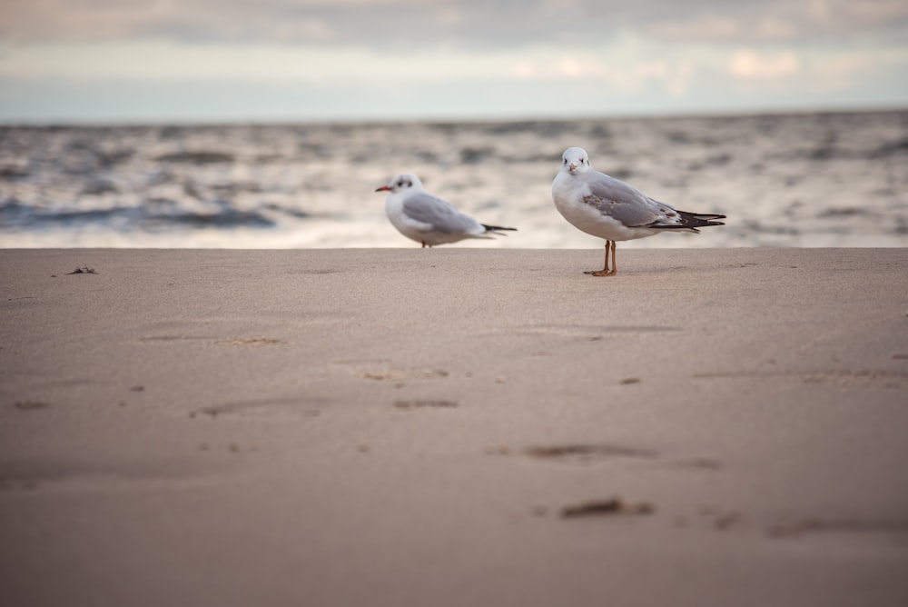 white and gray bird on brown sand during daytime