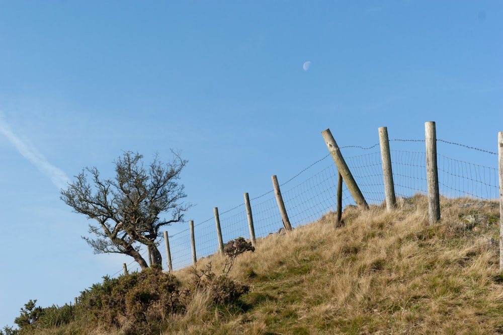 brown bare tree on green grass field under blue sky during daytime