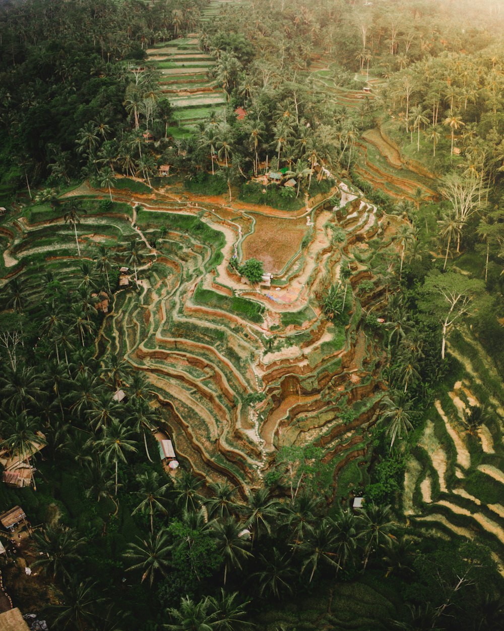 aerial view of green trees and brown field during daytime