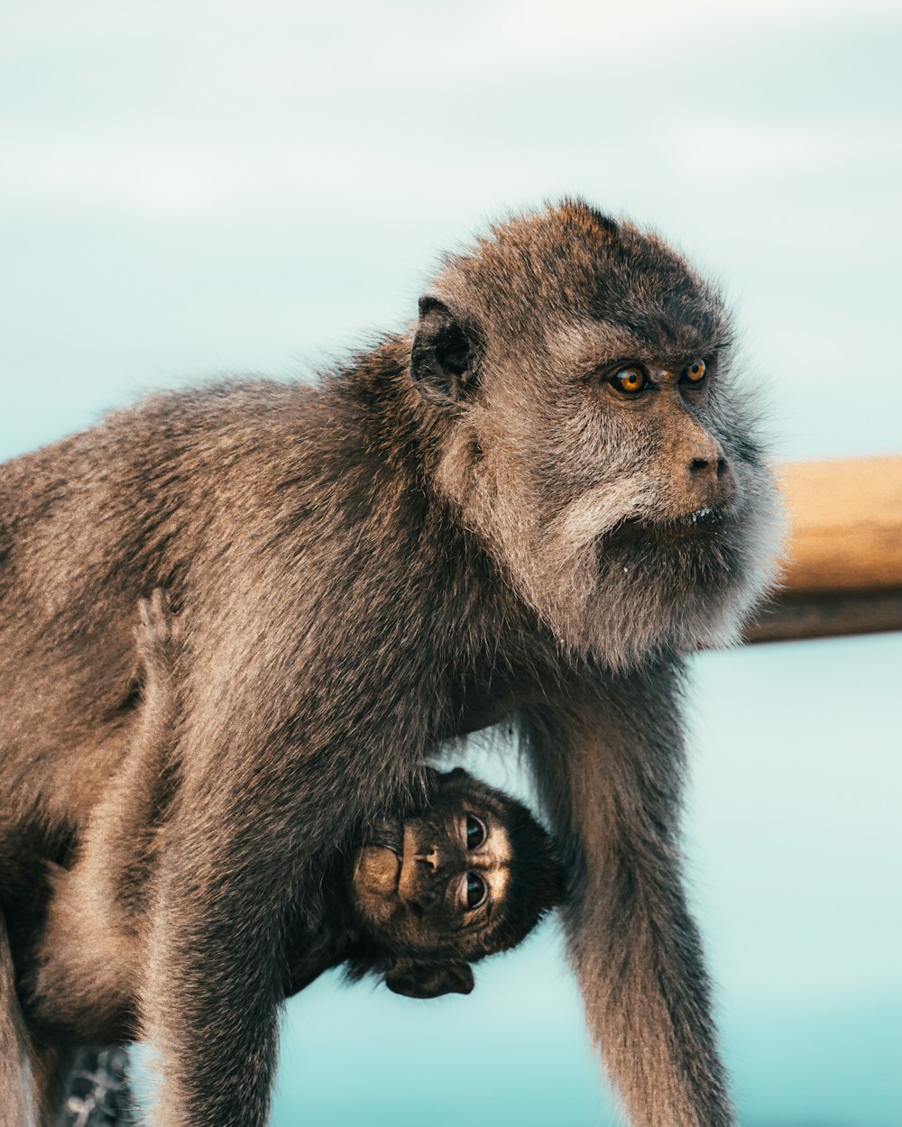 brown monkey sitting on brown wooden fence during daytime