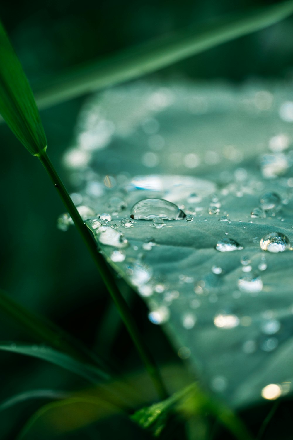 water droplets on green leaf