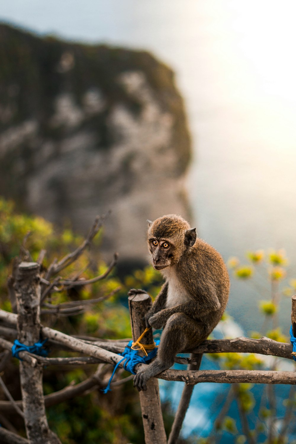 brown monkey sitting on brown wooden log during daytime