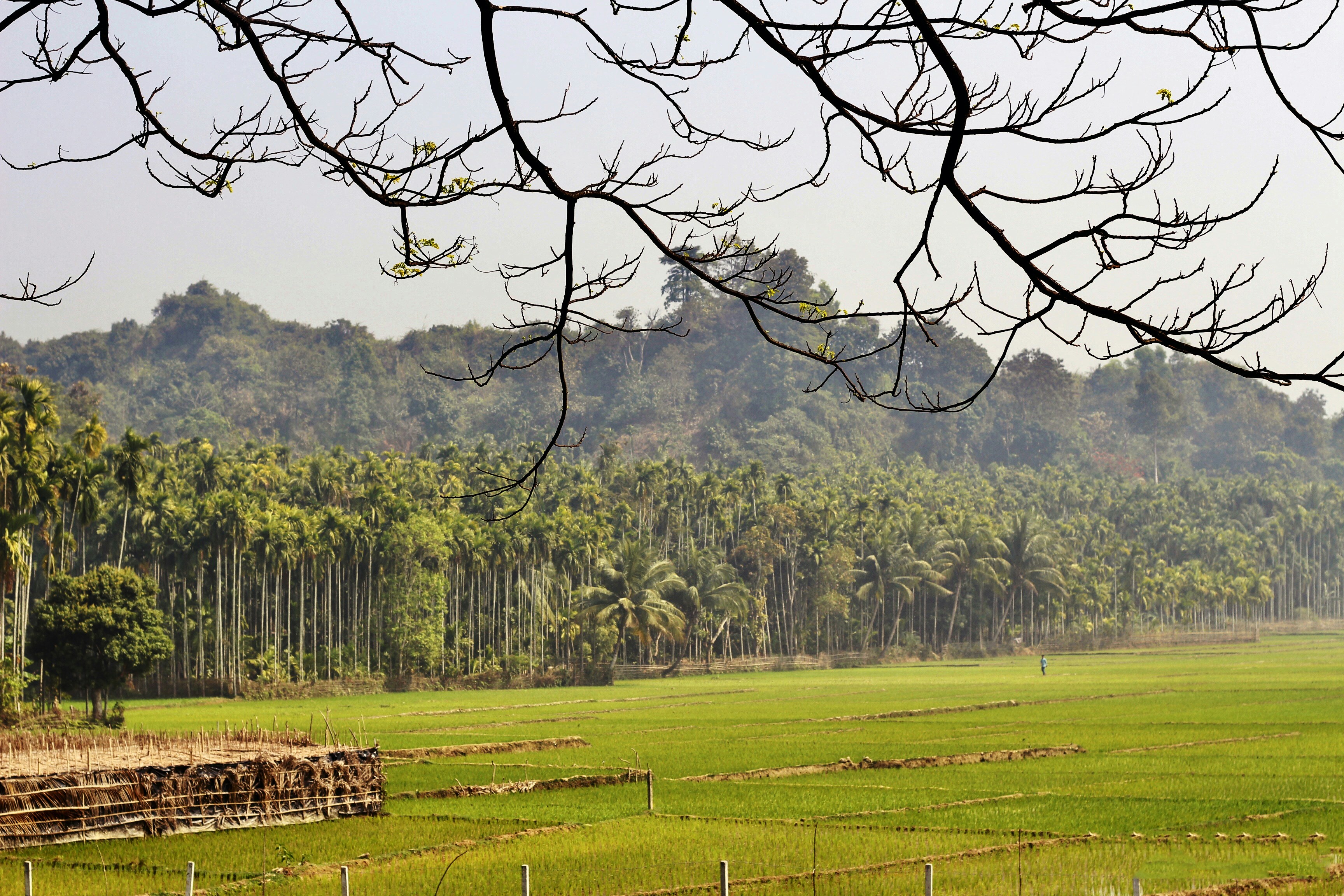 Photo by syedrifathossain2002