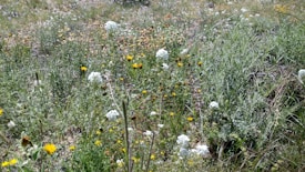 A dense array of wildflowers and grasses of various colors and sizes covers the natural landscape. Predominantly green foliage is interspersed with white, yellow, and hints of orange and pink flowers. The scene conveys a sense of lush abundance and biodiversity in an untamed outdoor setting.