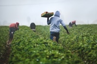 HarvestPlus