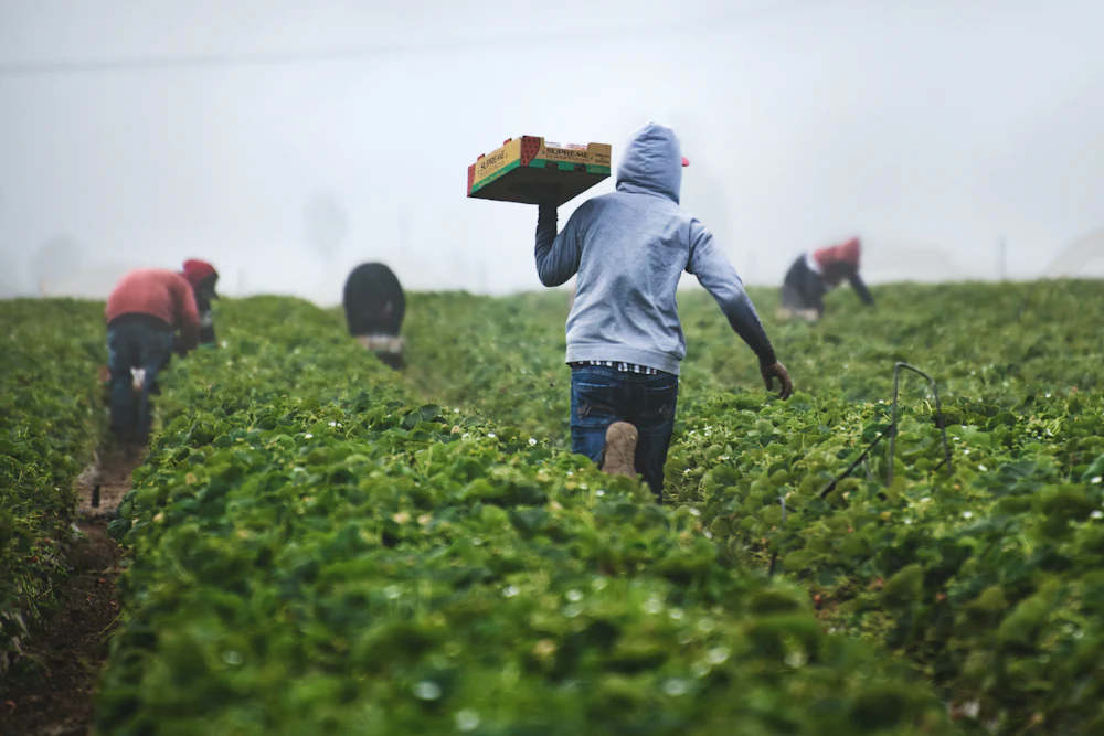 A farmer carrying a crate of just-picked greens across a field in soft morning light, with the crew working behind.