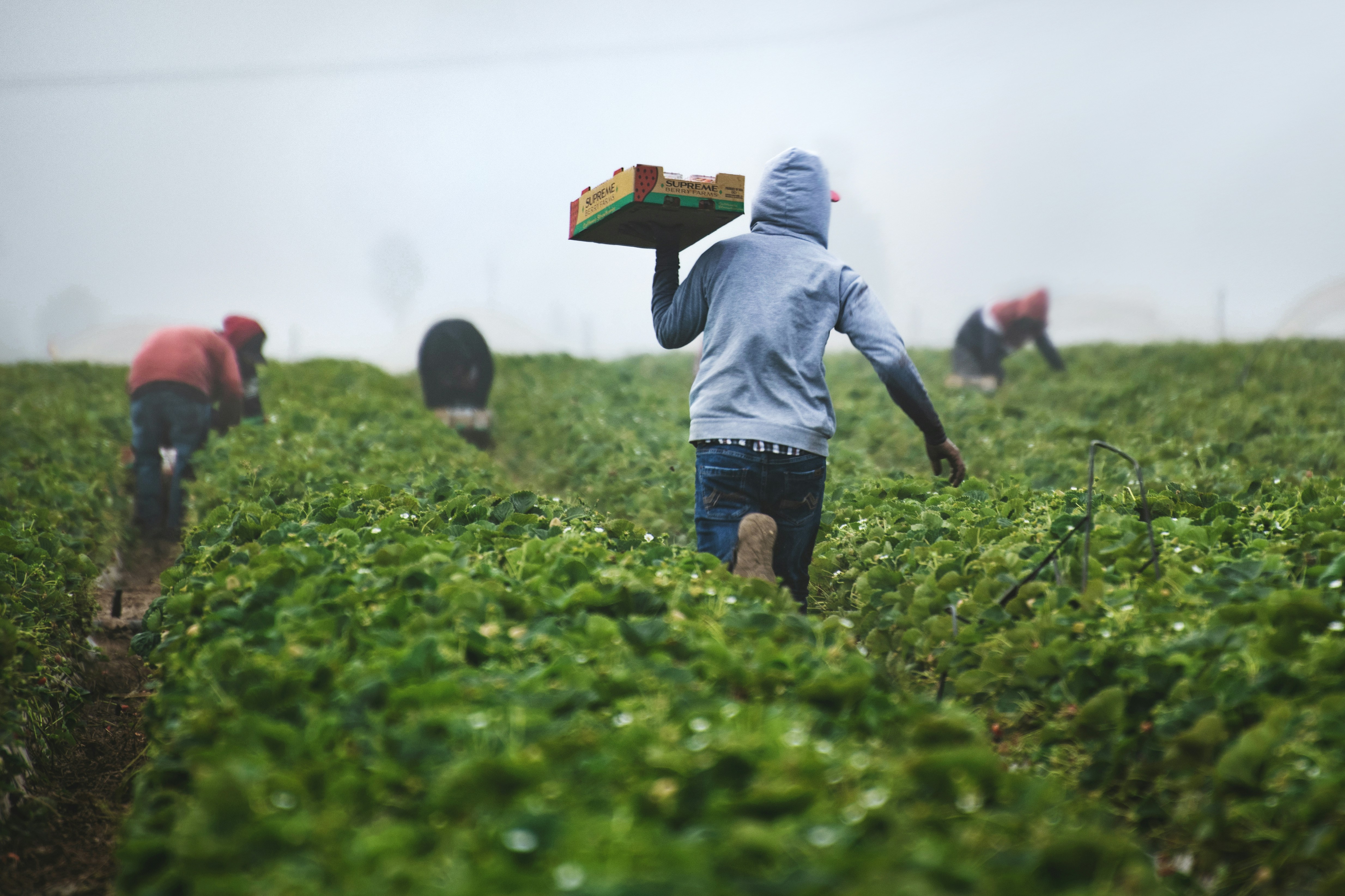 Farm supply chain