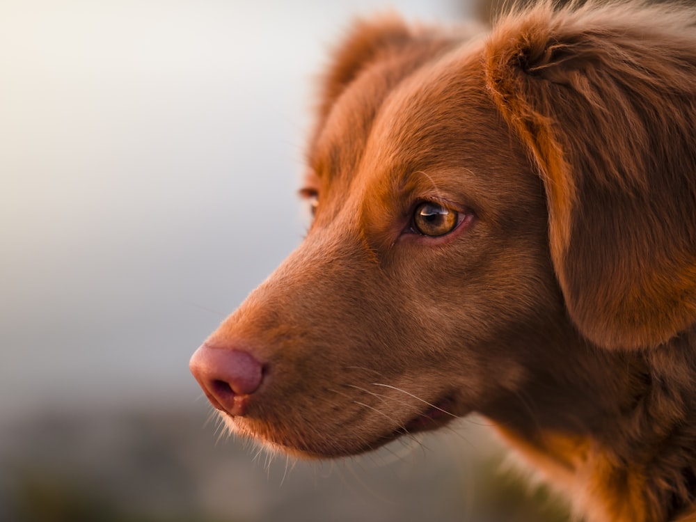 brown short coated dog in tilt shift lens