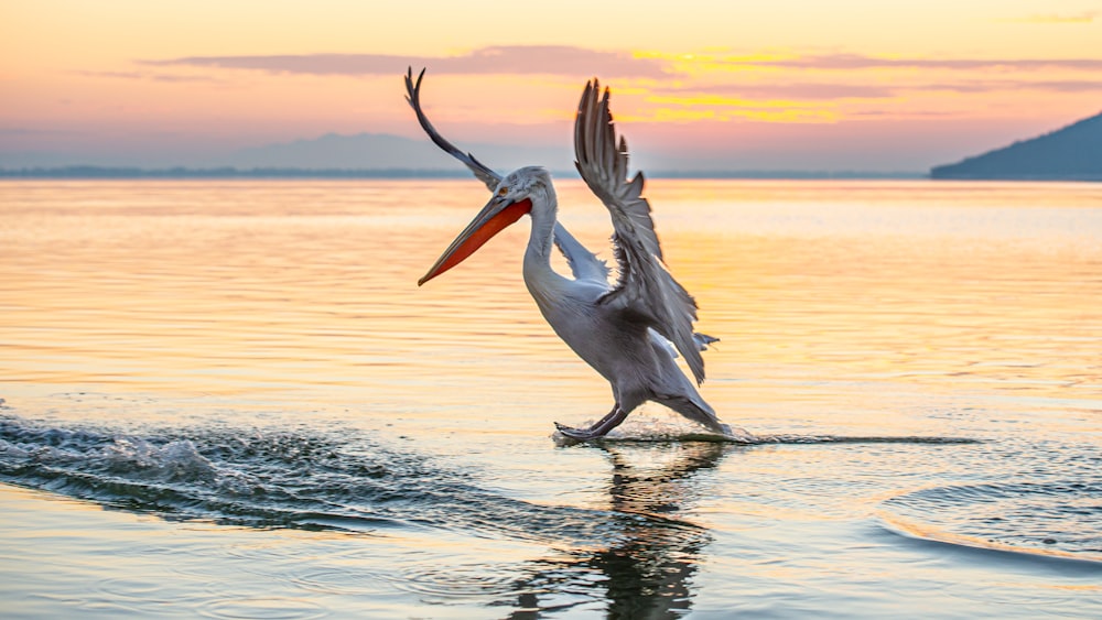 Pélican blanc sur plan d’eau pendant la journée