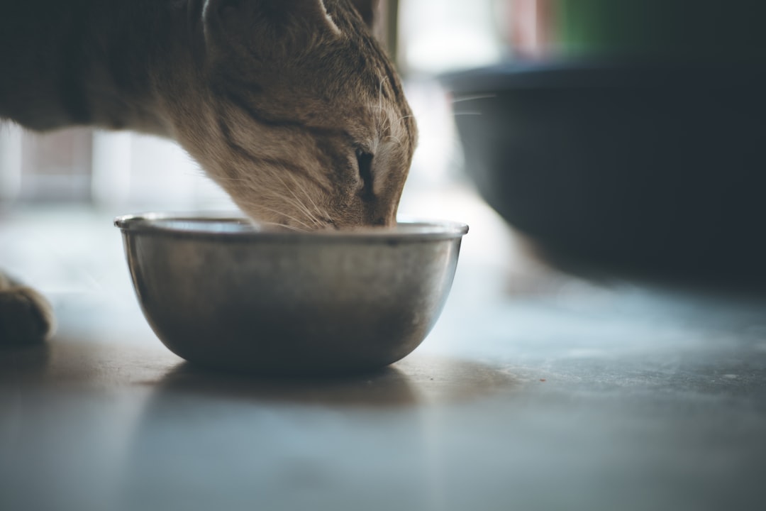brown tabby cat on blue ceramic bowl