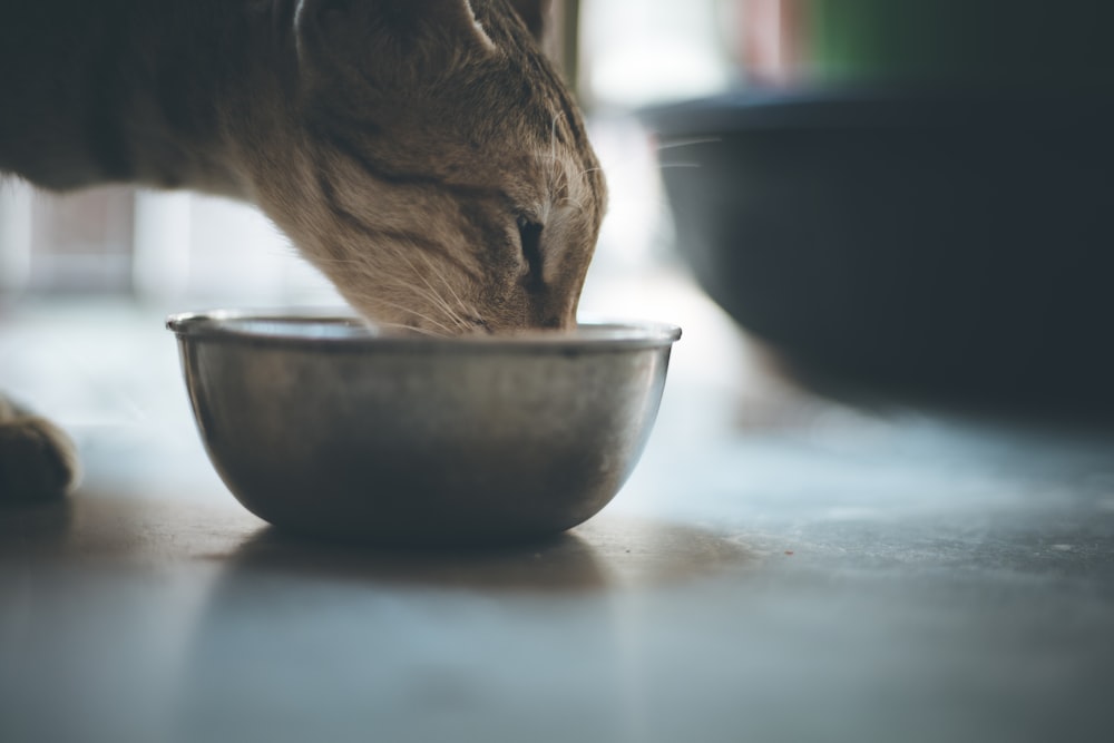 brown tabby cat on blue ceramic bowl