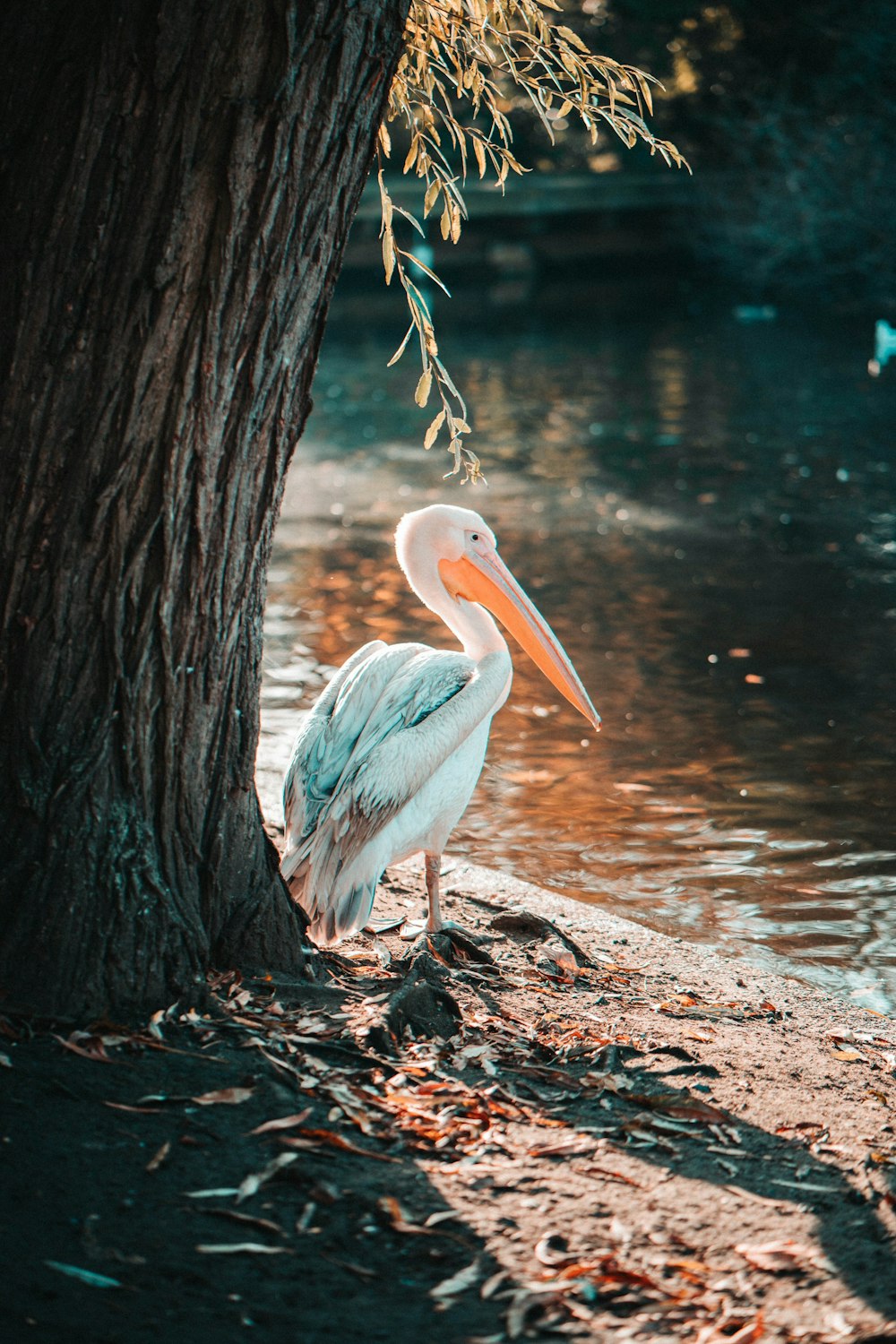 white pelican on brown tree trunk near body of water during daytime