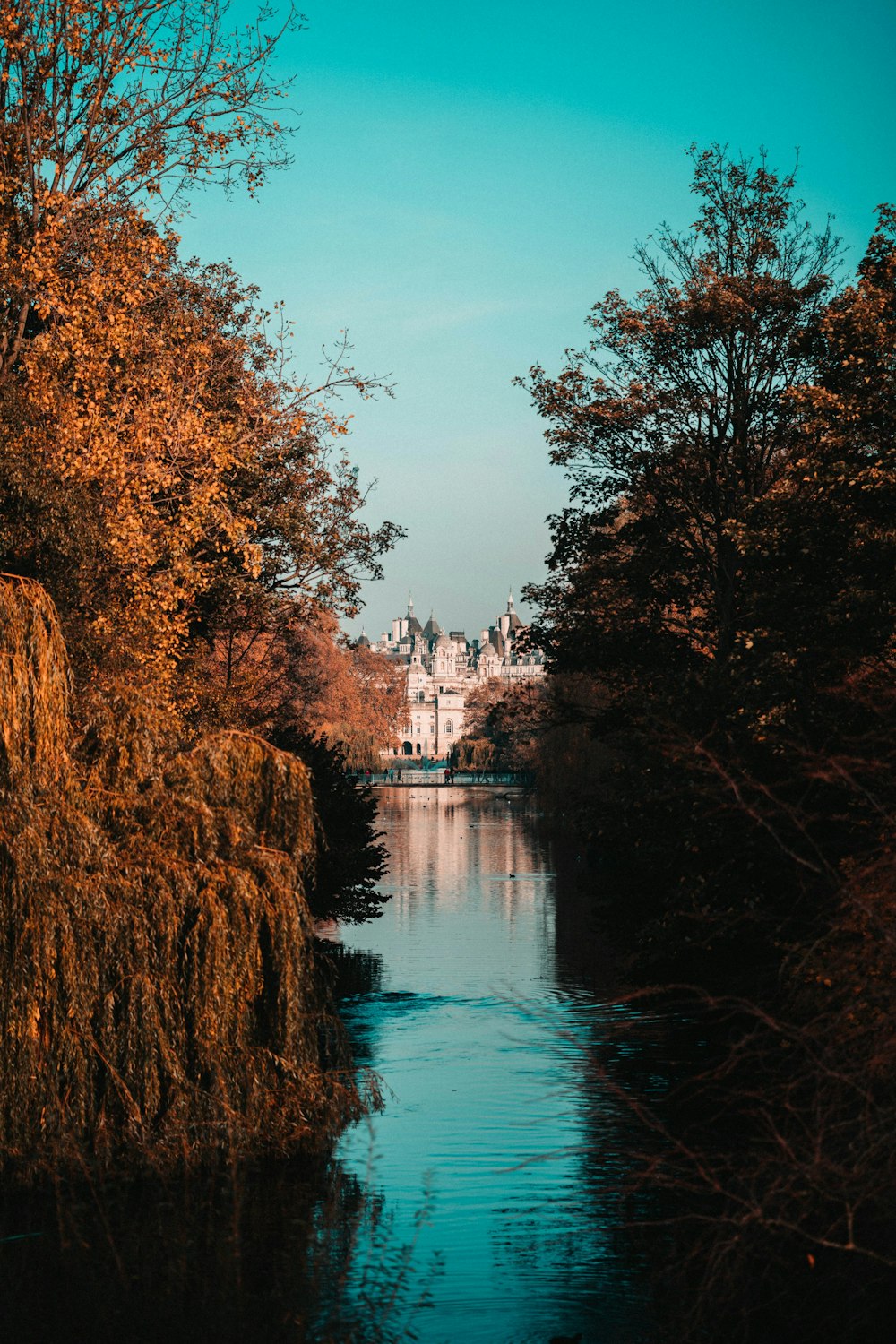 brown trees beside river under blue sky during daytime