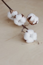 white flower buds on white wooden table