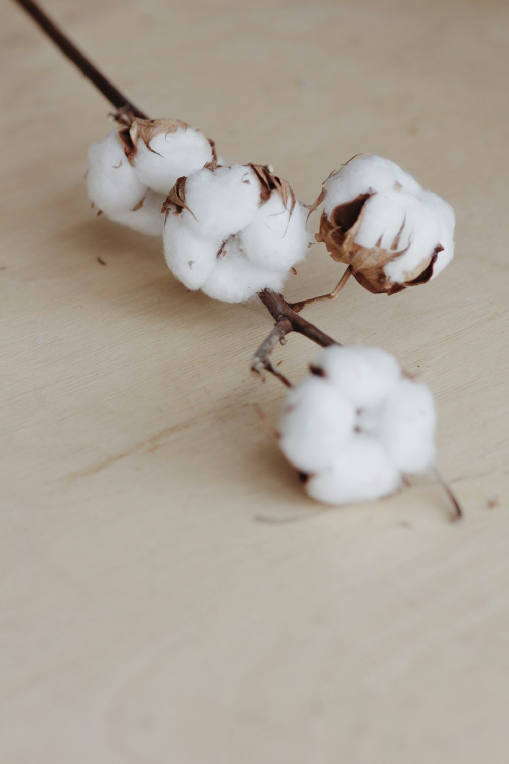 white flower buds on white wooden table