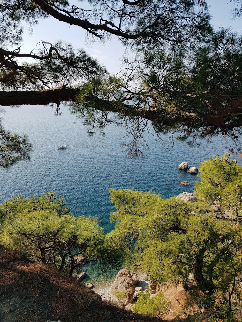 green trees beside blue sea during daytime