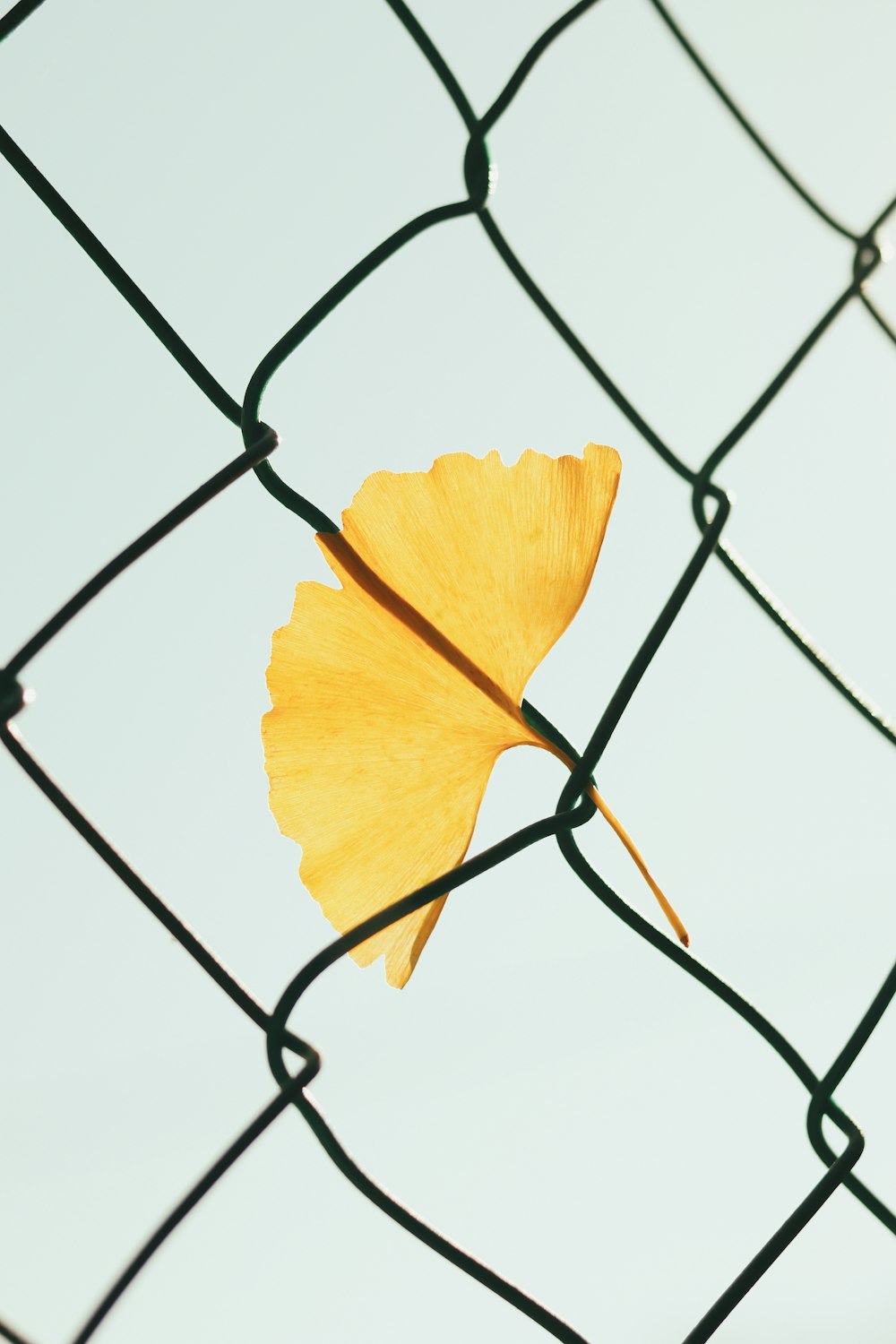 yellow flower on gray metal fence