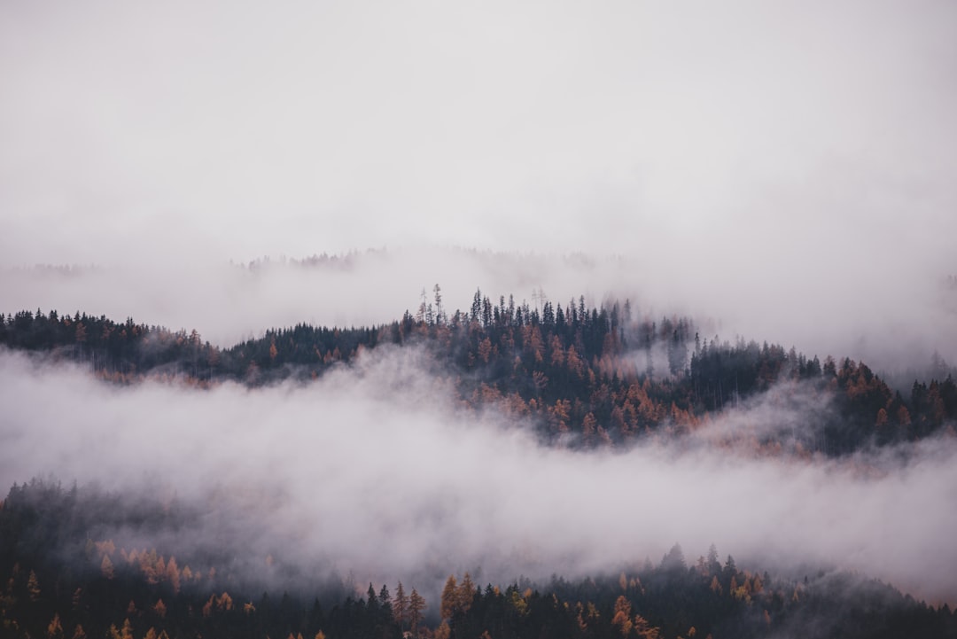 green trees covered with fog