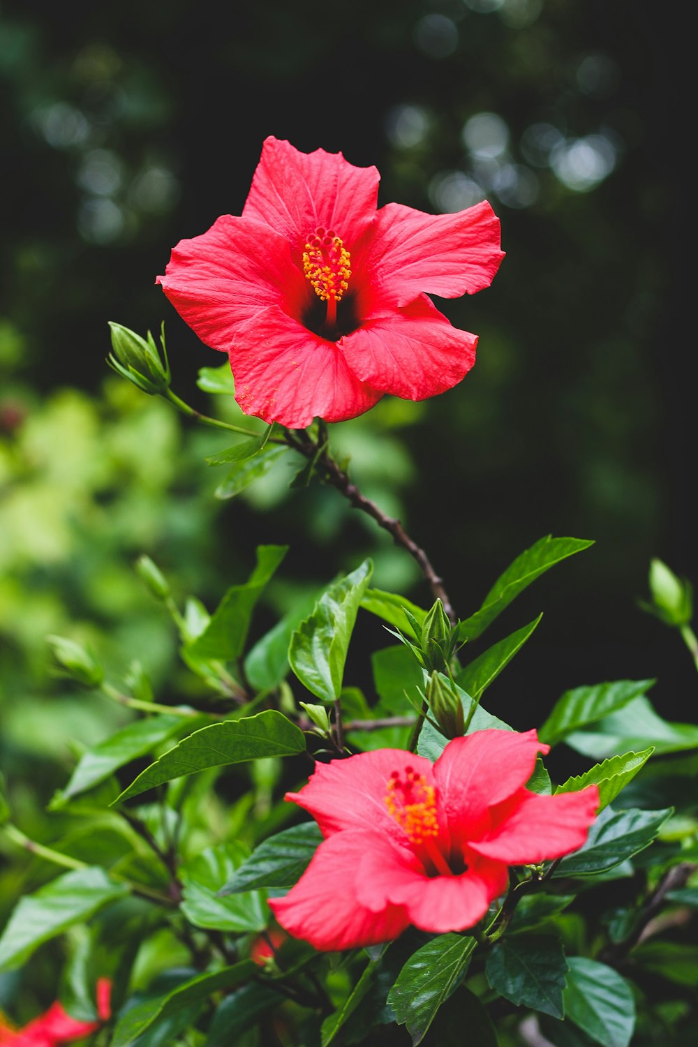 red flower in tilt shift lens