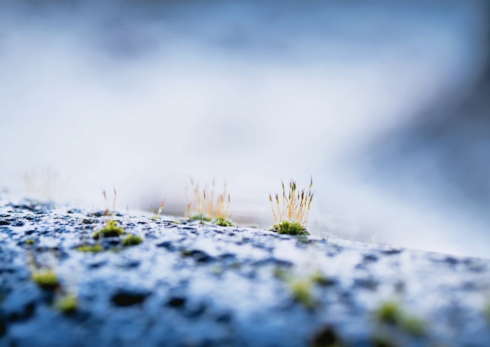 green grass on gray rock