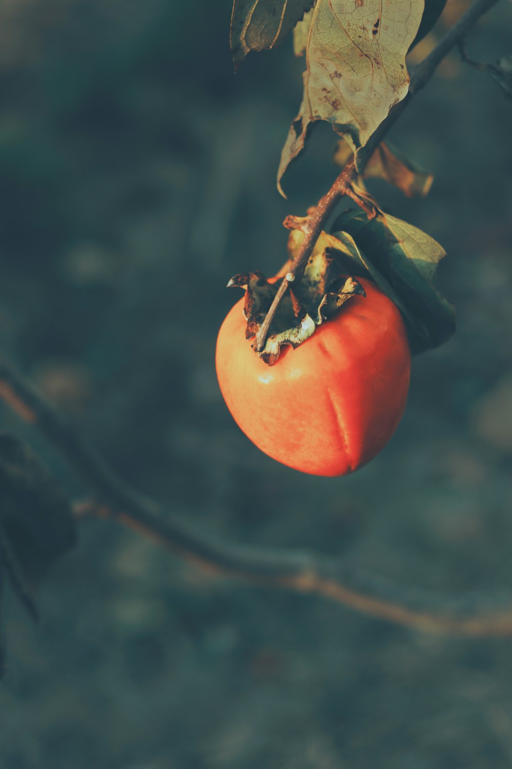 red tomato in close up photography