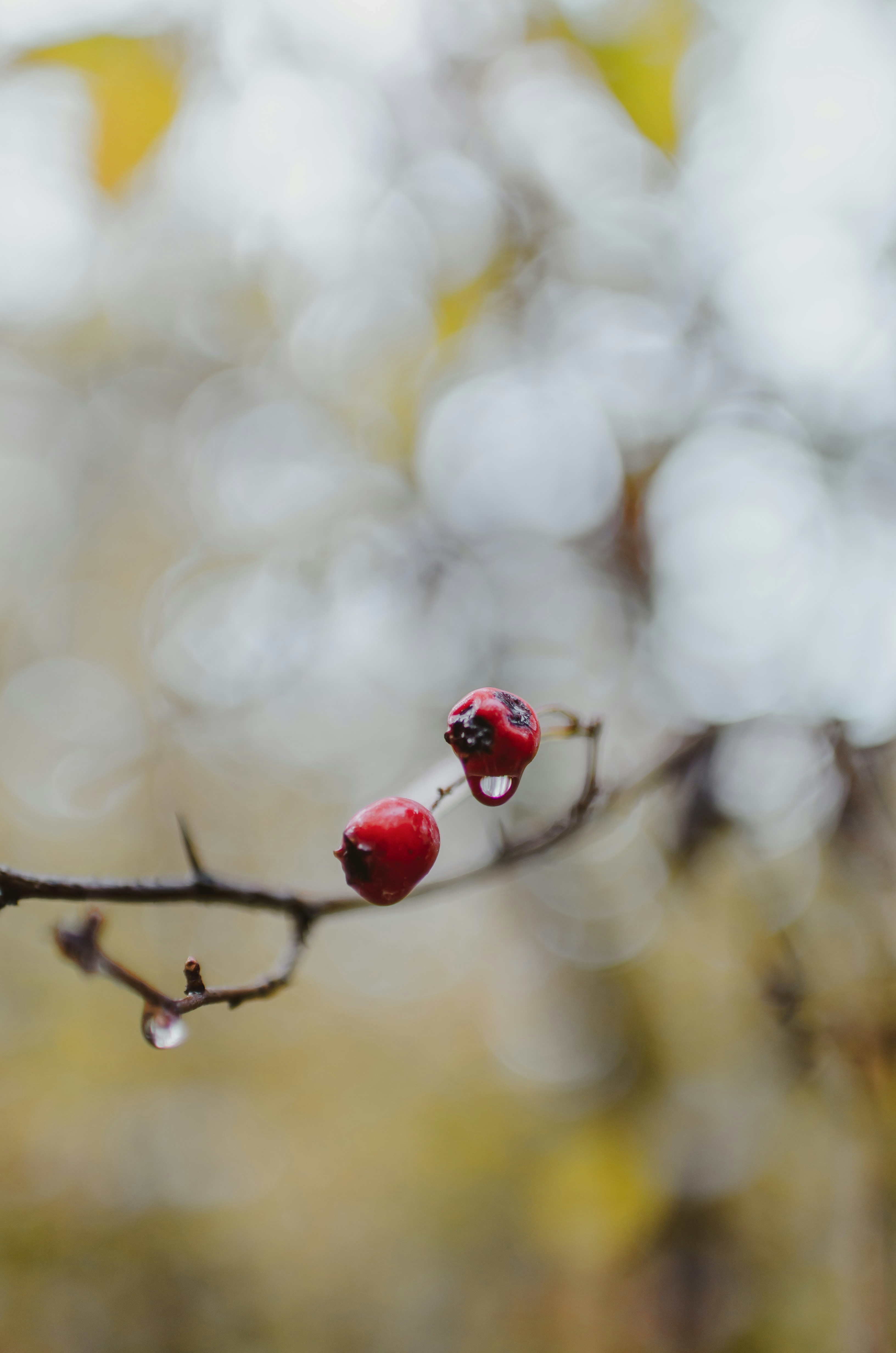 Photo by gamanalice3012