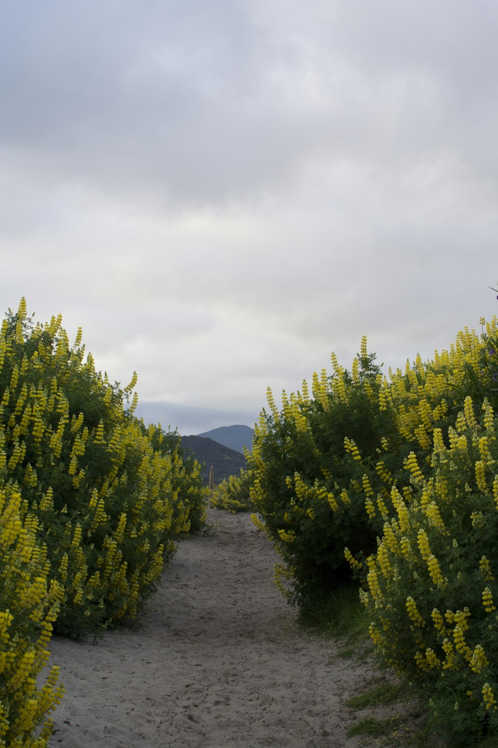 green trees on mountain under white sky during daytime