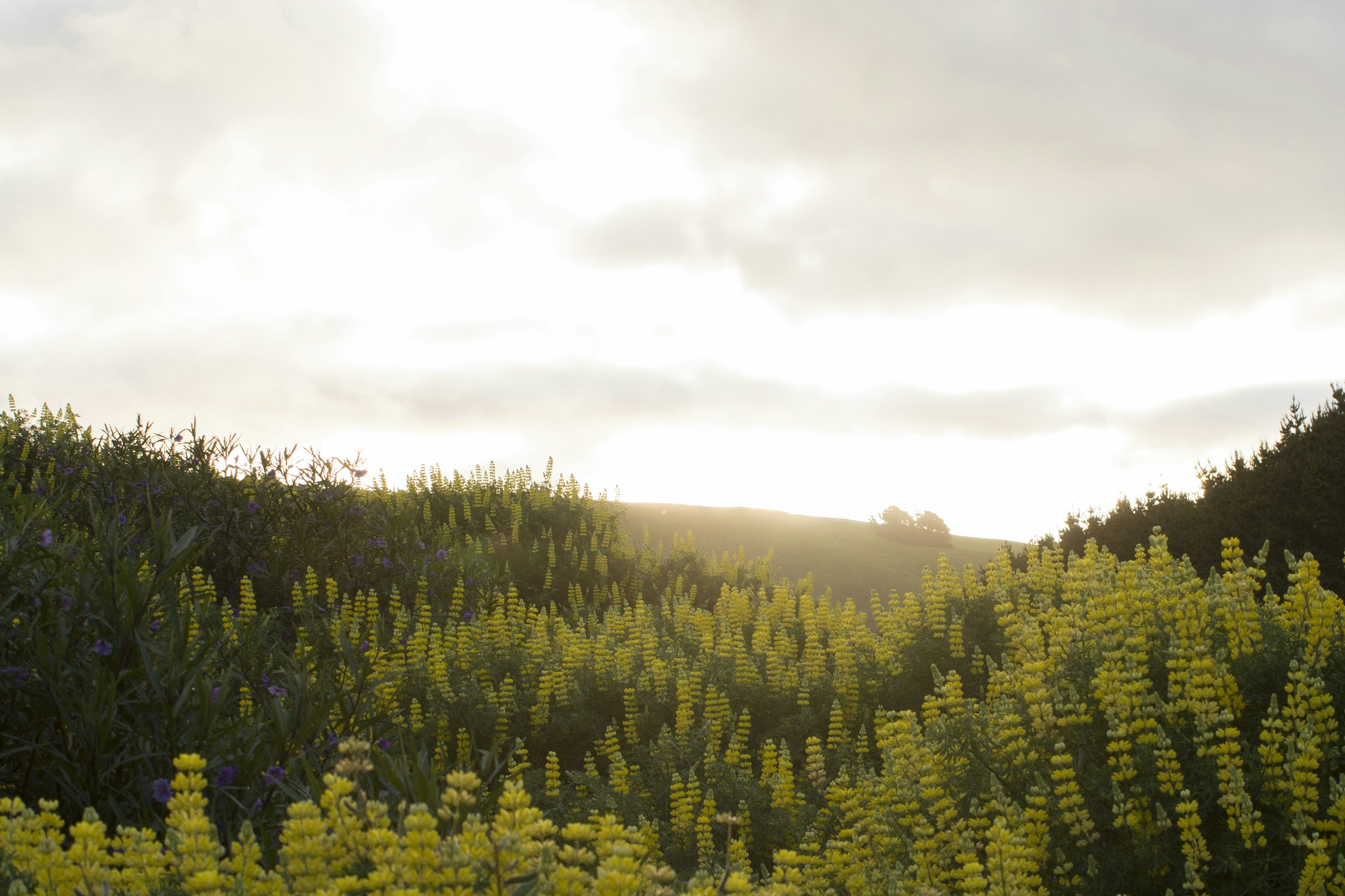 green trees under white sky during daytime
