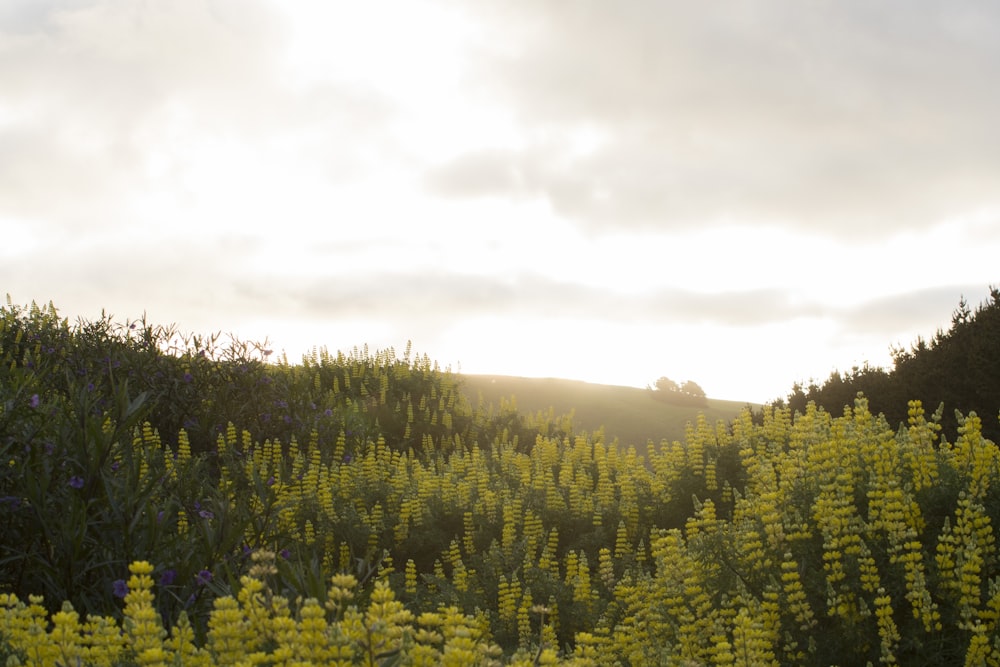 green trees under white sky during daytime