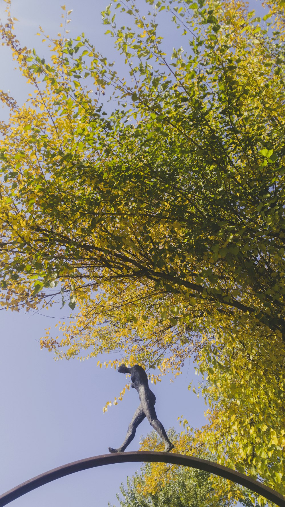 pájaro negro en árbol verde durante el día