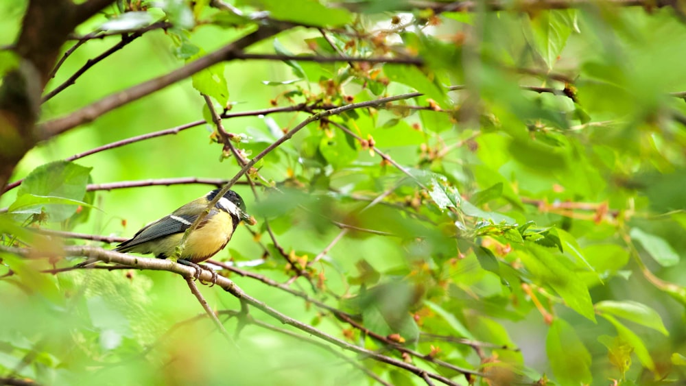 Oiseau noir et jaune sur la branche d’un arbre pendant la journée