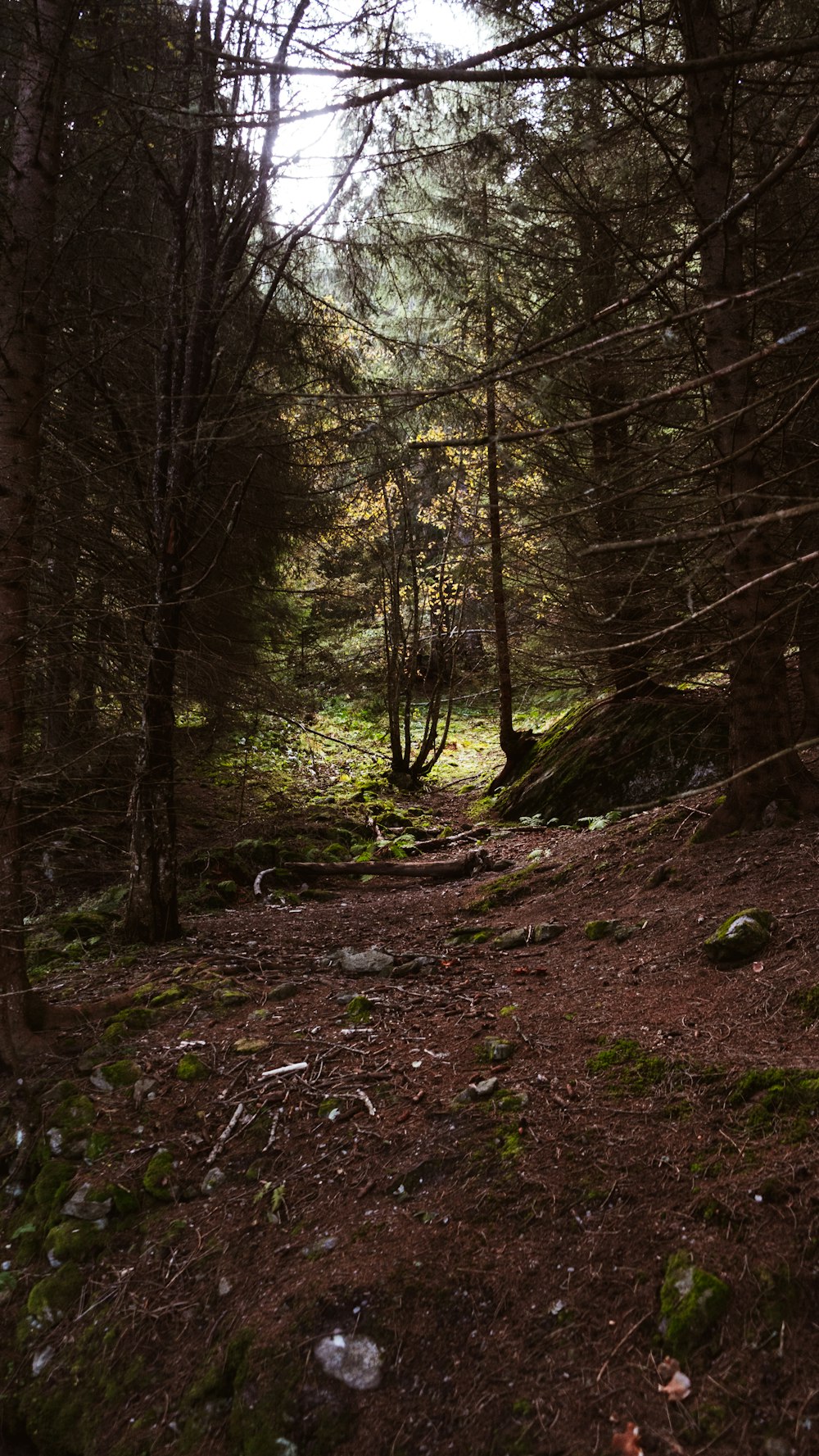 brown trees on brown soil