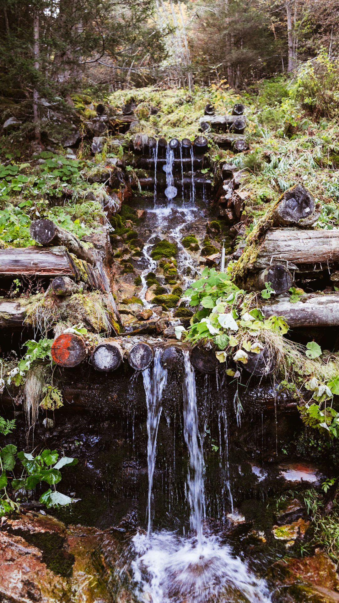 green moss on brown log in water