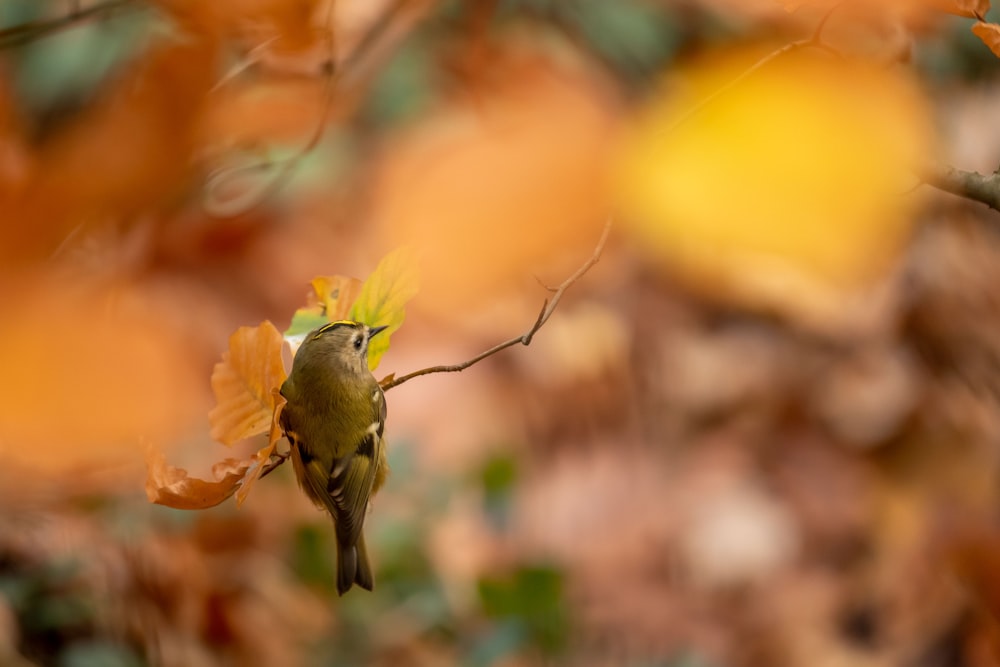 green bird perched on yellow flower