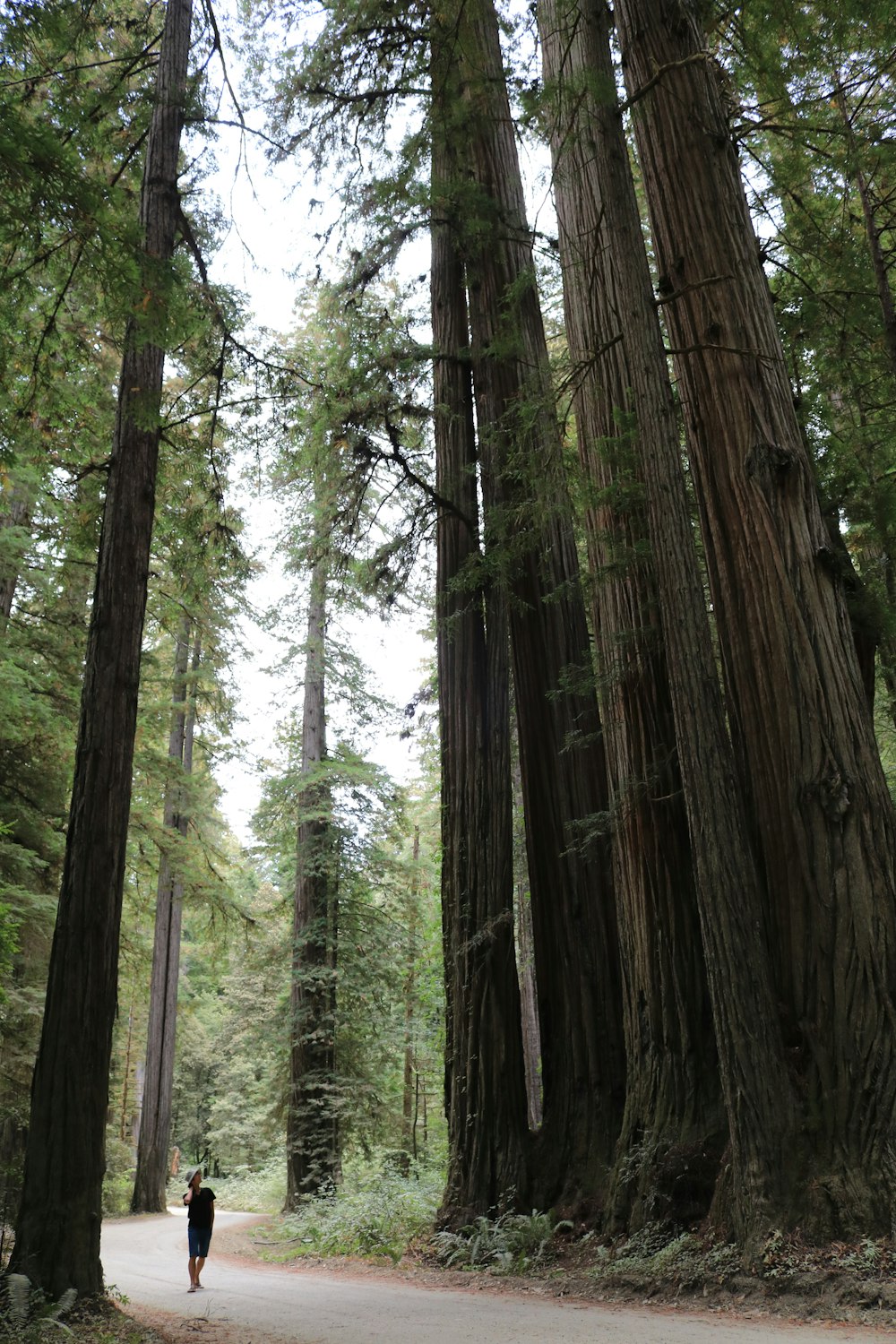 Árboles marrones en el bosque durante el día