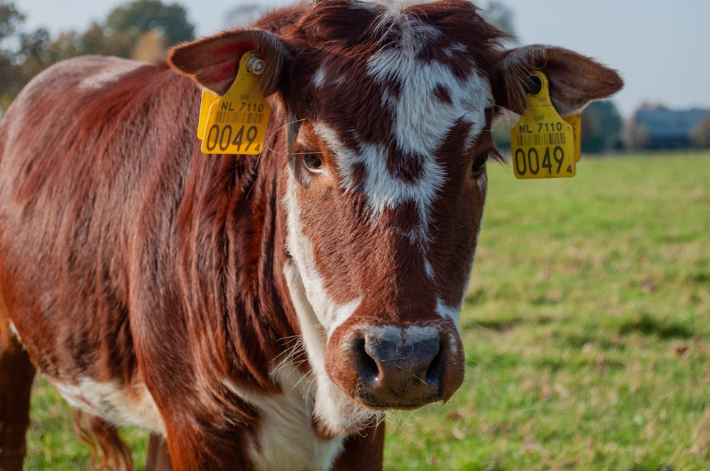 brown and white cow on green grass field during daytime