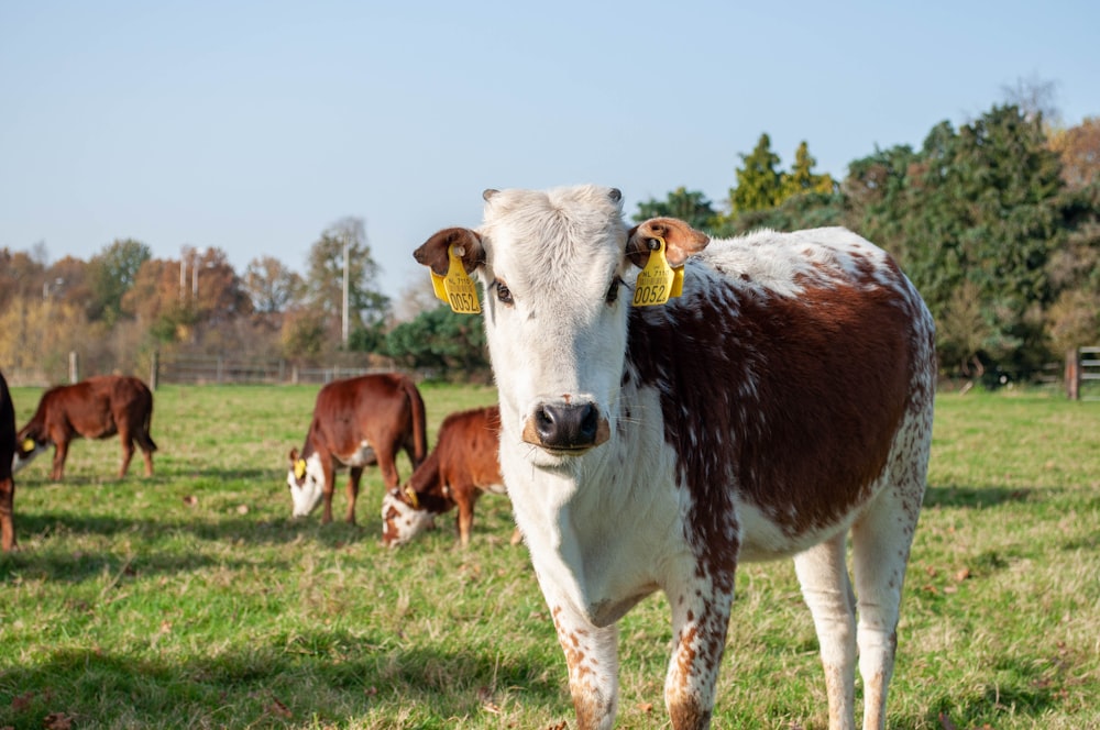 a brown and white cow standing on top of a lush green field