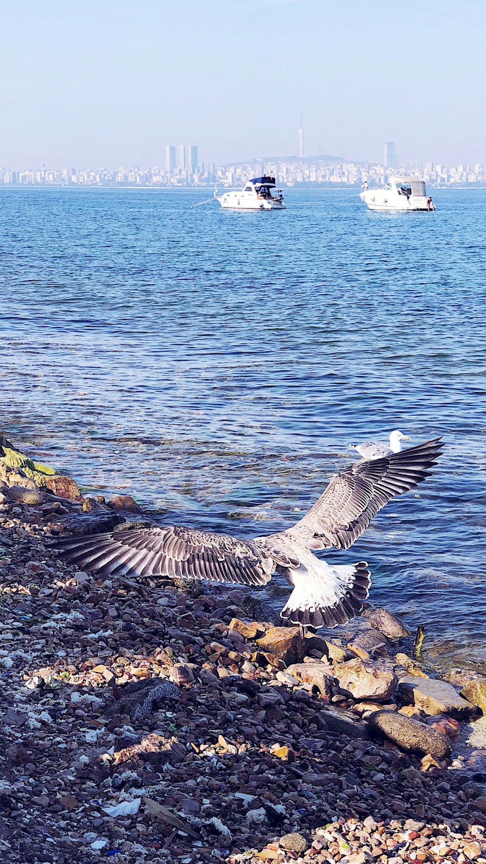 pájaro blanco y negro volando sobre el mar durante el día