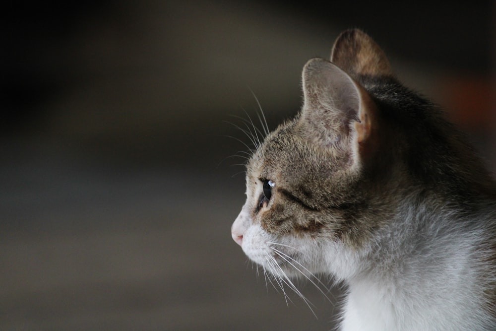 white and grey short fur cat