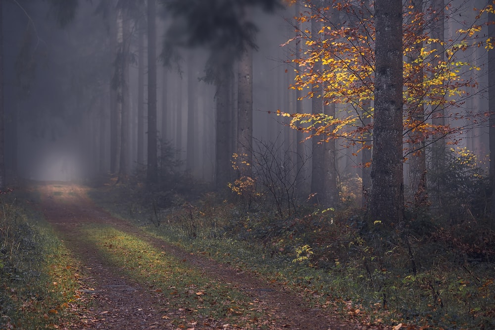 brown trees on forest during daytime