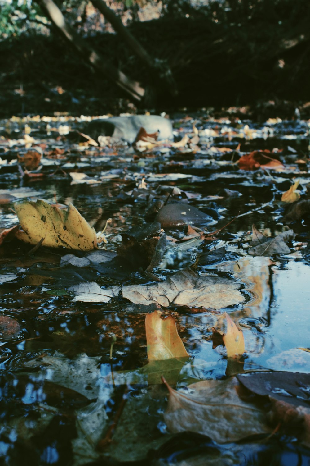 brown dried leaves on water