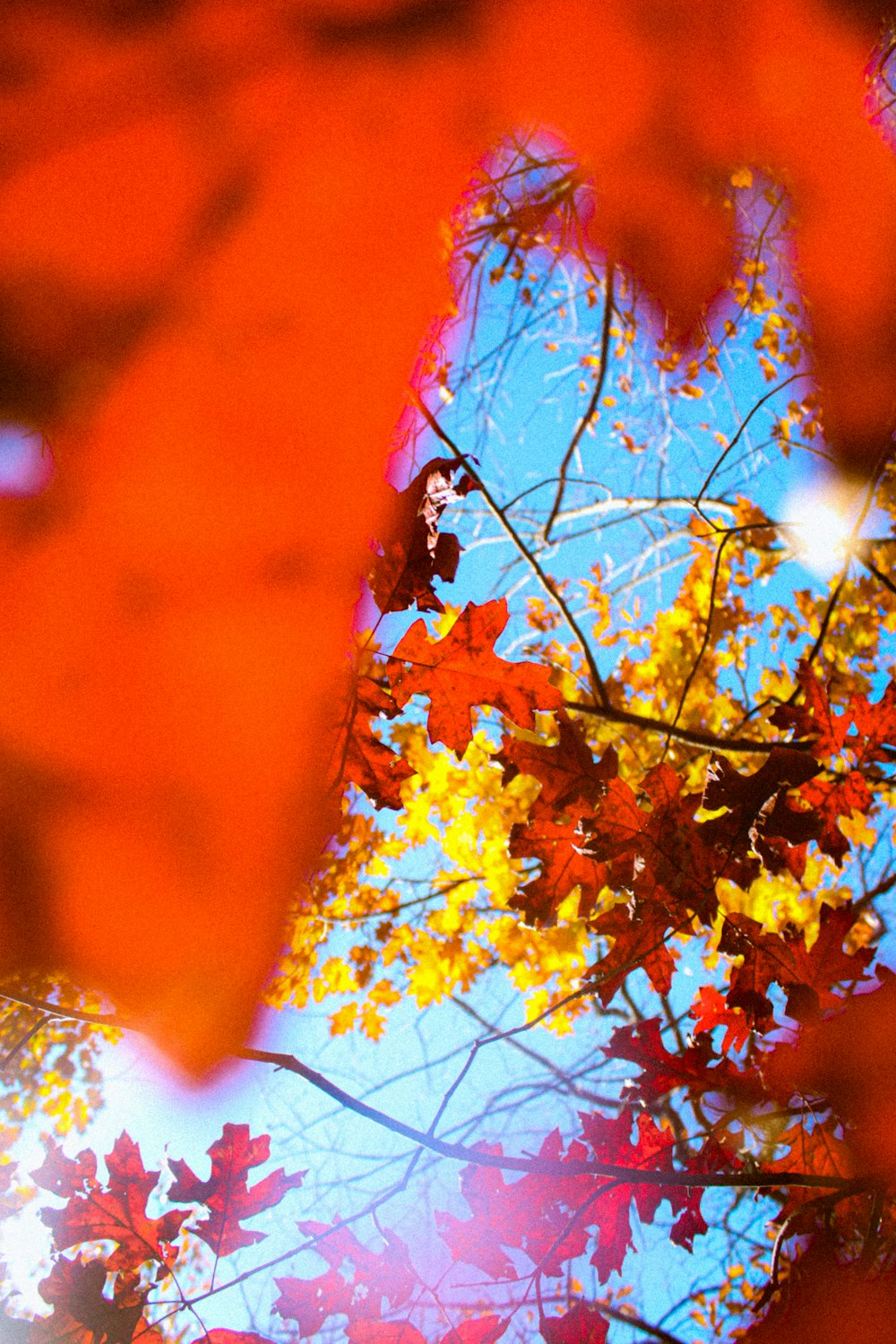 yellow and red maple leaves