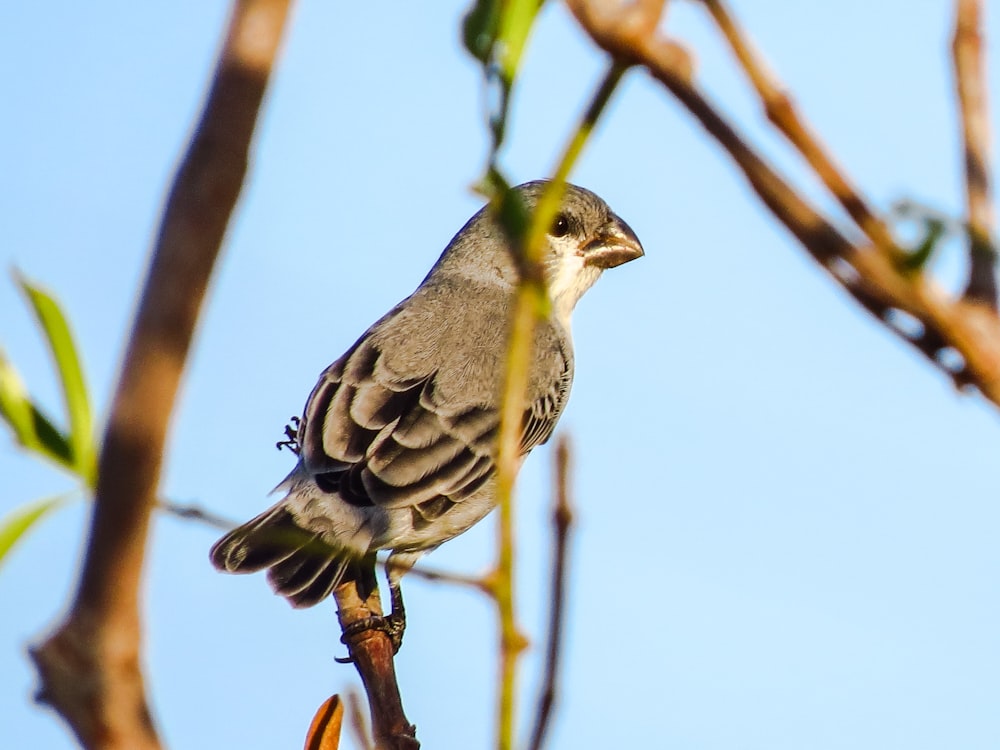 brown and black bird on brown tree branch during daytime