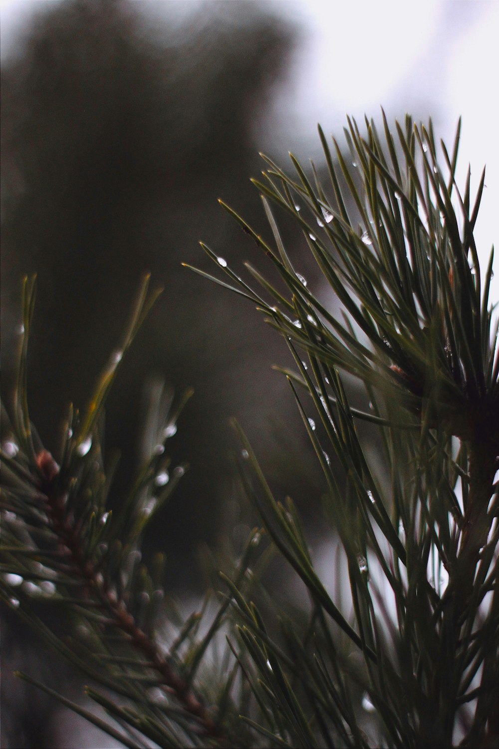 green pine tree in close up photography